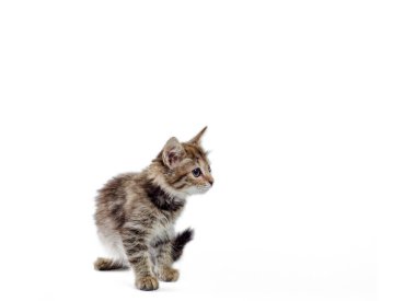 Beyaz arka planda tüylü kedi yavrusu alarmı