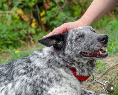 Büyük, benekli, benekli, yeşil çimlerde gezen bir köpek.