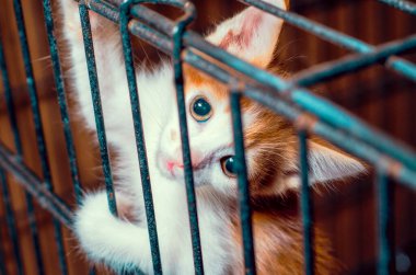 Kafesteki küçük kedi yavrusu renkli tekir parmaklıklardan bakar.