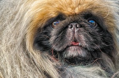 Pekin 'li bir köpeğin portresi. Yakından incelenmiş.