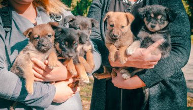 Kolları köpek yavrusu dolu gri elbiseli iki kadın.