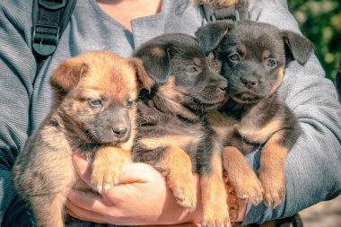 Bir kucak dolusu yavruyu gri kazaklı bir kadının kollarında evlat edin.