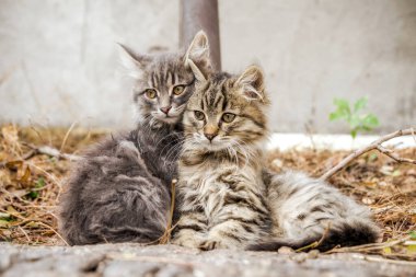 İki melez kedi bir sonbahar günü ısınmak için kucaklaşır.