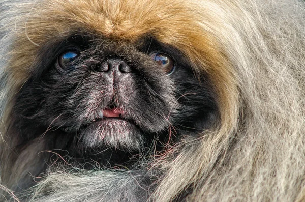 Pekin 'li bir köpeğin portresi. Yakından incelenmiş.