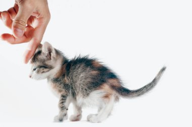 Evcil hayvan bakımı yapan adamın eli üç renkli bir kedinin kafasını okşuyor.