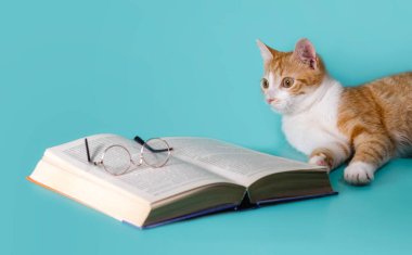 Zencefilli kedi ve arka plandaki hafif çekimde gözlüklü bir kitap.