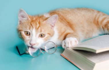Zencefilli kedi ve arka plandaki hafif çekimde gözlüklü bir kitap.
