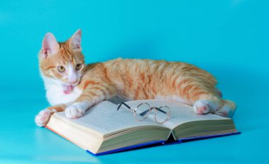 Kırmızı kedi, turkuaz arka planda kitap ve bardaklarla yıkanıp oynuyor.