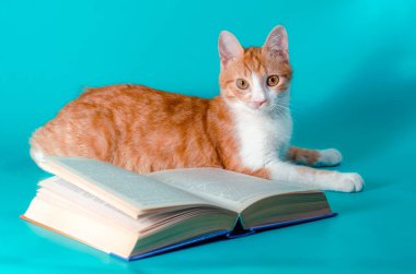 Kırmızı kedi ve arka plandaki stüdyoda çekilmiş bir kitap.