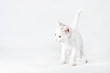 Aydınlık bir arkaplan üzerinde beyaz, küçük kedi yavrusu izole stüdyo çekimi