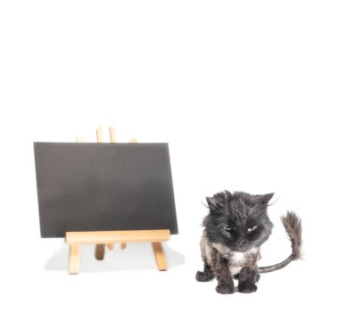 Üzerinde yazı olan tebeşir tahtasının yanındaki kızgın siyah kısa kedi beni beyaz bir arkaplanda evlat edindi.