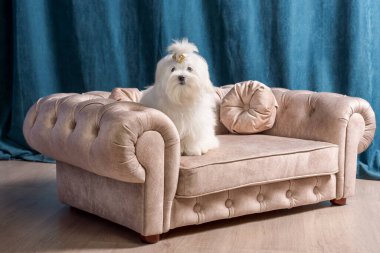 Yetişkin beyaz Maltese köpeği küçük bej bir kanepede oturuyor koyu mavi perdelerin arkasında