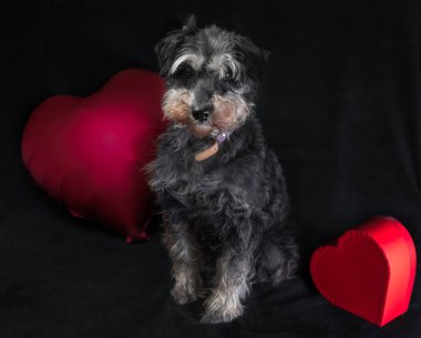 Sevgililer günün kutlu olsun. Minyatür schnauzer cinsi köpek. Siyah arka planda kırmızı kalp şeklinde bir balonu var.