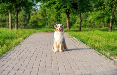 Safkan Avustralyalı çoban köpeği bir yaz günü parkta yürüyüşe çıkmış.