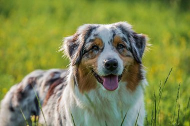Safkan Avustralyalı çoban köpeği bir yaz günü parkta yürüyüşe çıkmış.