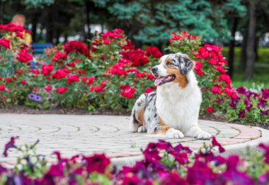 Safkan Avustralyalı çoban köpeği bir yaz günü parkta yürüyüşe çıkmış.