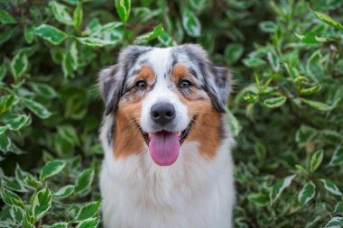 portrait of a smiling Australian Shepherd dog in the green branches of a birch bark