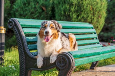 Safkan Avustralyalı çoban köpeği bir yaz günü parkta yürüyüşe çıkmış.