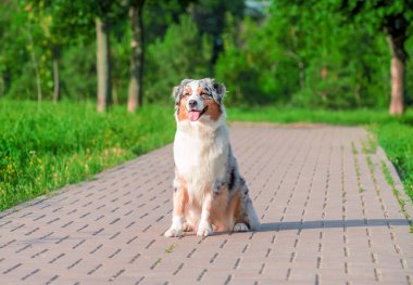 Avustralya çoban köpeğinin sulayan köpeği güneşli bir günde yazın bir parkta kaldırımda oturuyor.