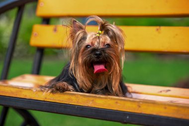 Yazın güneşli bir günde Yorkshire Teriyeri köpeği bankta yatıyor.