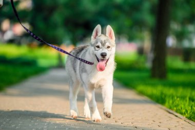 joyful Siberian husky puppy on colored leash walk in the park in summer