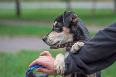 dog walking a mongrel puppy in a collar holding a human hand in park outdoor
