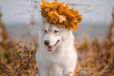 autumn dog husky sits in the grass in a wreath of yellow maple leaves