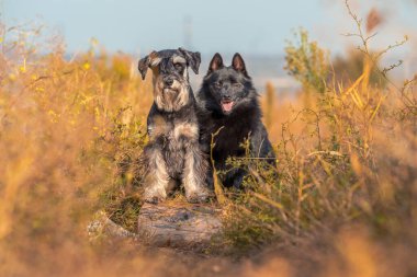 decorative dog breeds schipperke and Miniature Schnauzer stand with their front paws on a log at park clipart