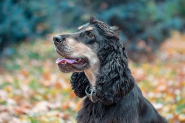 Sonbahar parkında siyah ve esmer Amerikan cocker spaniel köpeğinin portresi