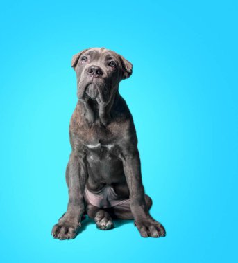 Cane Corso Italiano köpek yavrusu turkuaz bir arka plana bakıyor.