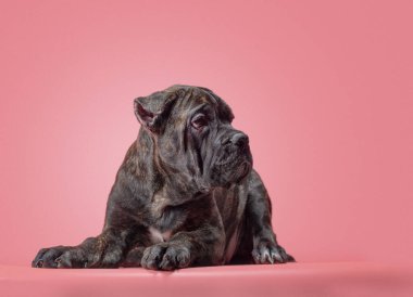 Renkli bir arka plan stüdyosundaki bir corso yavrusu.