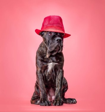 Renkli bir arka plan stüdyosundaki bir corso yavrusu.