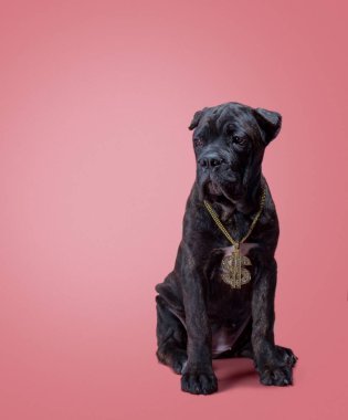 Renkli bir arka plan stüdyosundaki bir corso yavrusu.