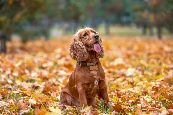 Amerikan Cocker spanyel cinsinin kızıl saçlı safkan köpeği parkta düşen sarı sonbahar yapraklarının arasında oturuyor.