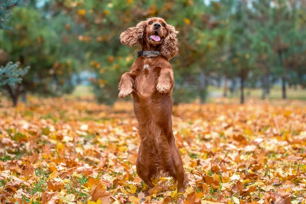 Happy Red Dog American Cocker Spaniel Breed Jumping Afternoon Walk — Stock Photo, Image