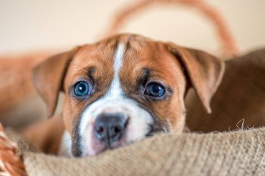 Kırmızı üzgün mavi gözlü Staffordshire Terrier köpeği kumaşın üzerinde yatıyor.