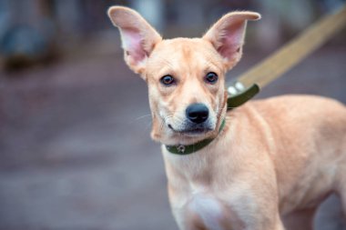 fawn mongrel puppy walks on a leash with collar in cold weather