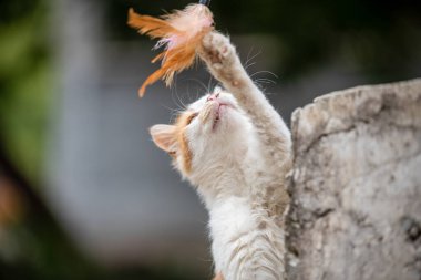 Melez kedi dışarıda tüy ile oynuyor.