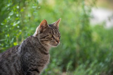 Güneşli bir günde yeşil çimlerde başıboş tekir kedi