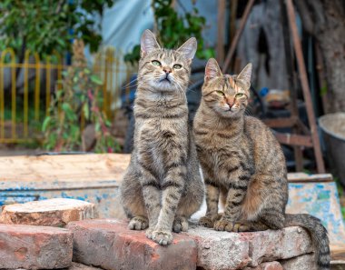 two stray tabby cats sitting on bricks outdoor