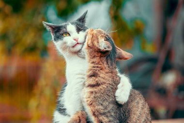 Komik tekir kedi Gri ve beyaz kedi sonbahar renklerinde