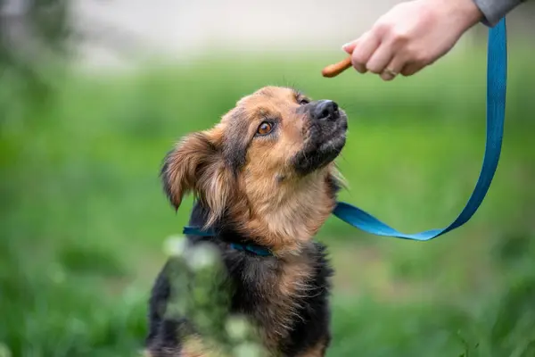 treat for dogs female hand feeding a mongrel dog on a leash in the park outdoor
