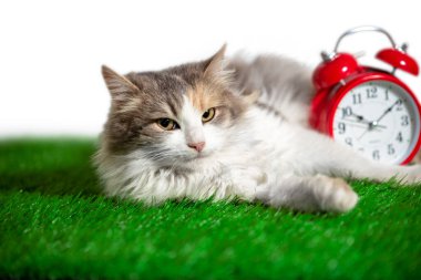 Melez uzun saçlı kedi yeşil yapay çimlerin üzerinde duran kırmızı alarm saatini kucaklıyor.
