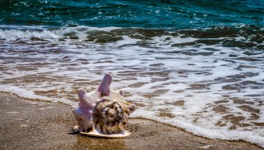 Sörf ve mavi denizin beyaz köpüğüne karşı sarı kumdaki büyük okyanus kabuğu.