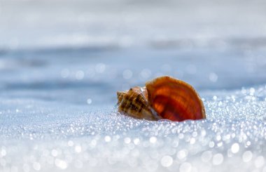 Mısır 'daki insanlar olmadan tatil köyünde deniz kabuğu kapanıyor.
