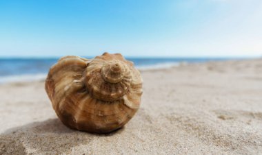 Mısır 'da insan olmayan bir plajın kumsalında deniz kabuğu. Sharm El Sheikh.