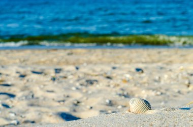 kum nea mavi deniz üzerinde küçük beyaz deniz kabuğu