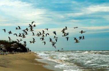 Deniz Martılar uçuşuyor