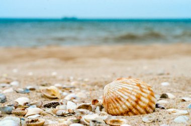 başka bir ile parlak büyük çizgili kabuk ufukta mavi deniz ve gemi silueti karşı farklı kabukları Kuvars kum