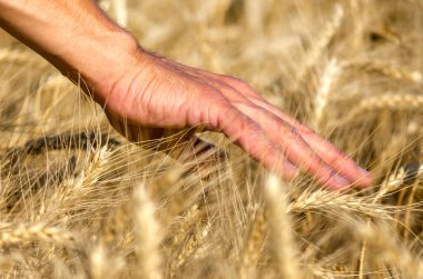 Çiftçi erkek eli tarladaki buğday başaklarına dokunuyor. Yakından.